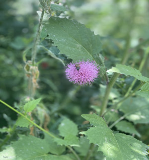 کوشکک جاده چالوس