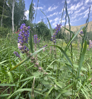 کوشکک جاده چالوس