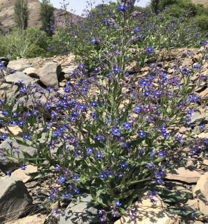 خوارس یکی از روستاهای جاده چالوس