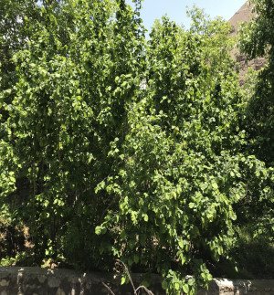 خوارس یکی از روستاهای جاده چالوس